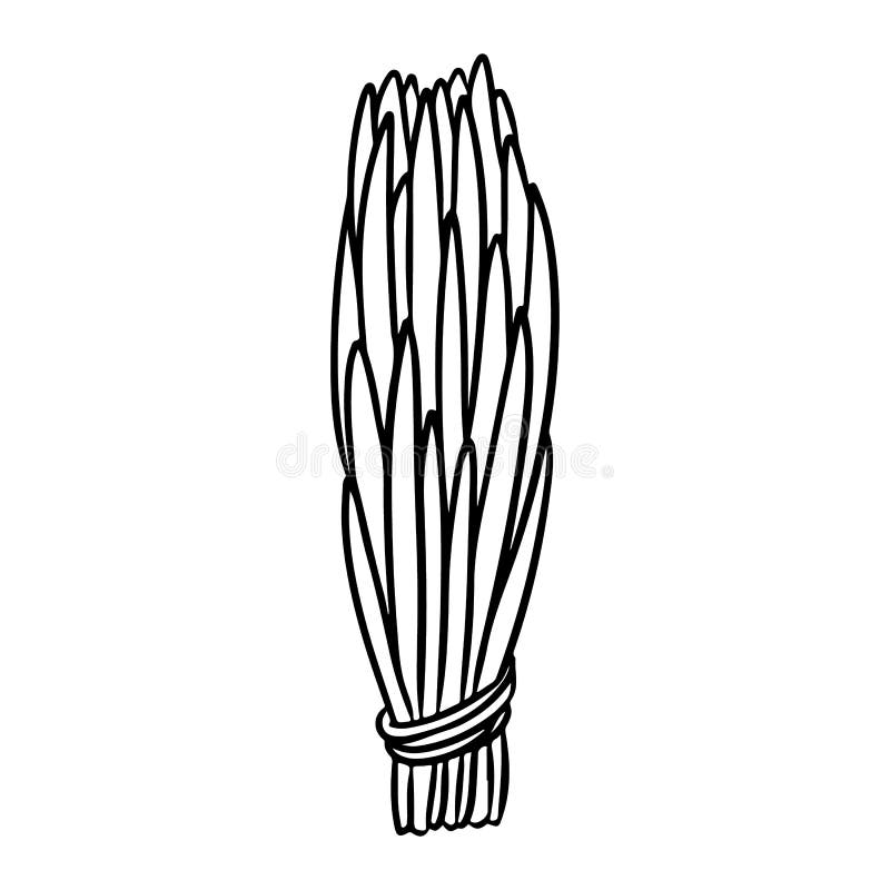 Zedernholzstift handgezeichnetes Doodle isoliertes Symbol. Vektorpflanzenblattbild. Kräuterbündel lizenzfreie abbildung