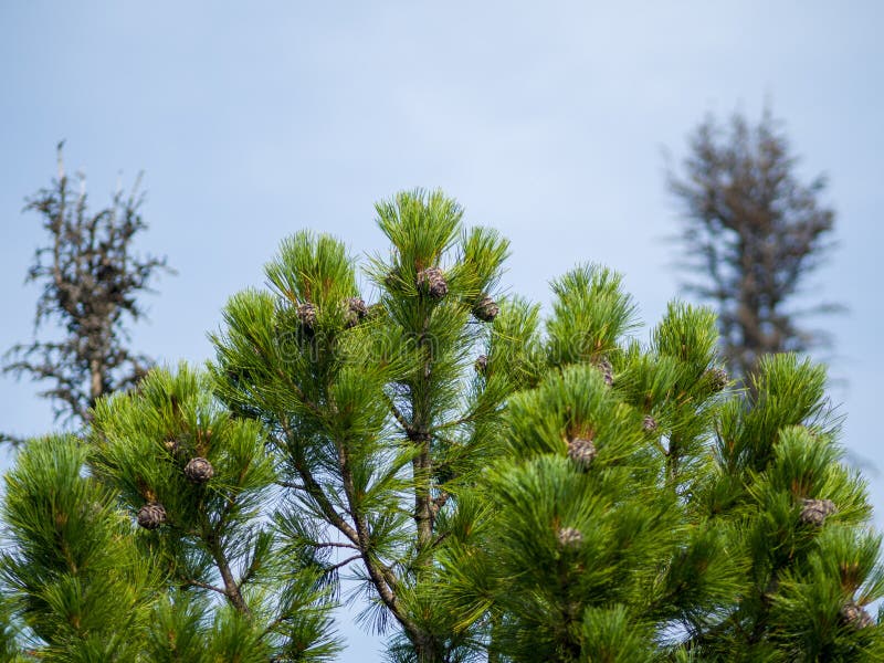 Cedar cones grow on branches. View of the top of the cedar. Summer sunny day. Cedar cones grow on branches. View of the top of the cedar. Summer sunny day