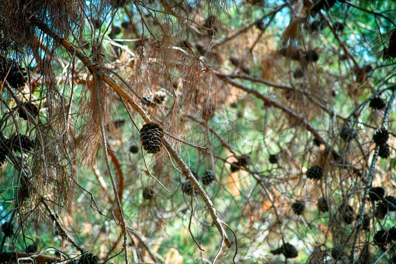 Cedar branches with cones. Full frame. Cedar branches with cones. Full frame.