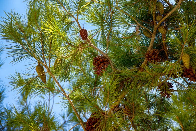 Cedar branches with cones. Blue sky background. Cedar branches with cones. Blue sky background.