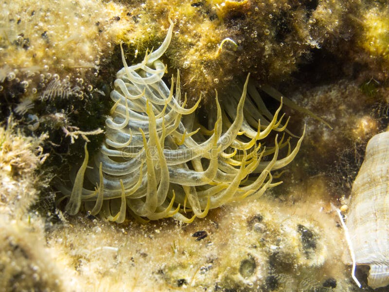 Zeeanemoon stock foto. Afbeelding bestaande uit overzees - 38561796