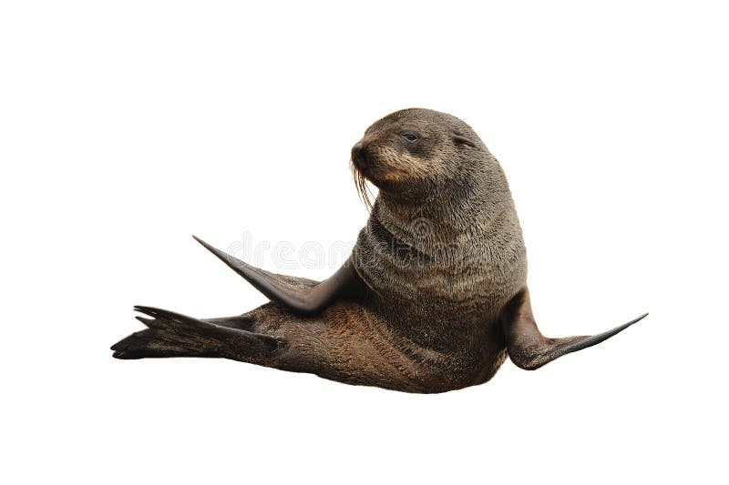 Zeeleeuw stock fotografie