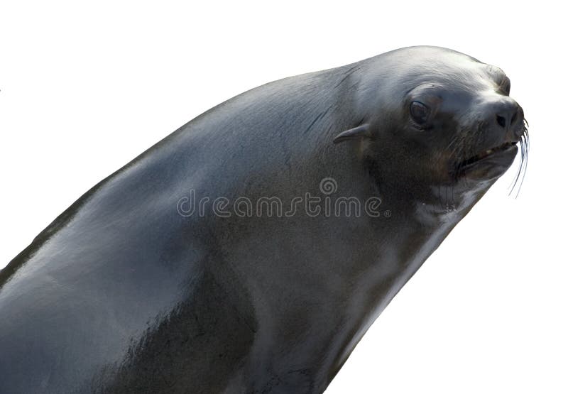 Zeeleeuw op witte achtergrond royalty-vrije stock afbeeldingen