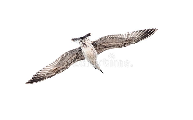 , Of zeemeeuw die geïsoleerd op wit glijden stijgen vliegen stock foto , Of zeemeeuw die geïsoleerd op wit glijden stijgen vliegen stock foto