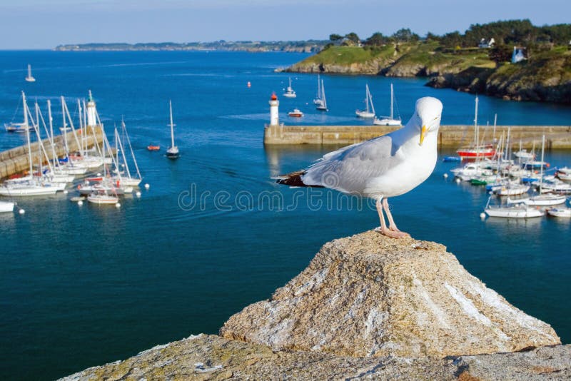 Zeemeeuw op de kust van het Eiland Belle Ile Engelse Mer frankrijk stock fotografie Zeemeeuw op de kust van het Eiland Belle Ile Engelse Mer frankrijk stock fotografie