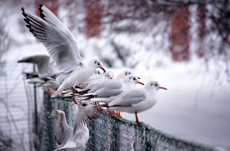 Zeemeeuw op een de winter bevroren meer in het park van Boekarest Herastrau royalty-vrije stock afbeeldingen Zeemeeuw op een de winter bevroren meer in het park van Boekarest Herastrau royalty-vrije stock afbeeldingen