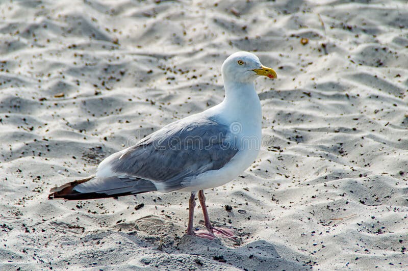 Zeemeeuw op het strand stock foto's Zeemeeuw op het strand stock foto's