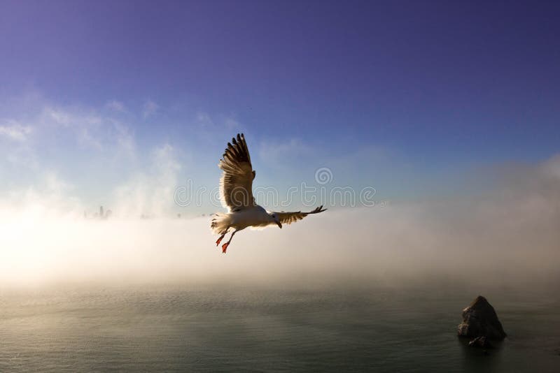 Zeemeeuw tijdens de vlucht stock foto Zeemeeuw tijdens de vlucht stock foto