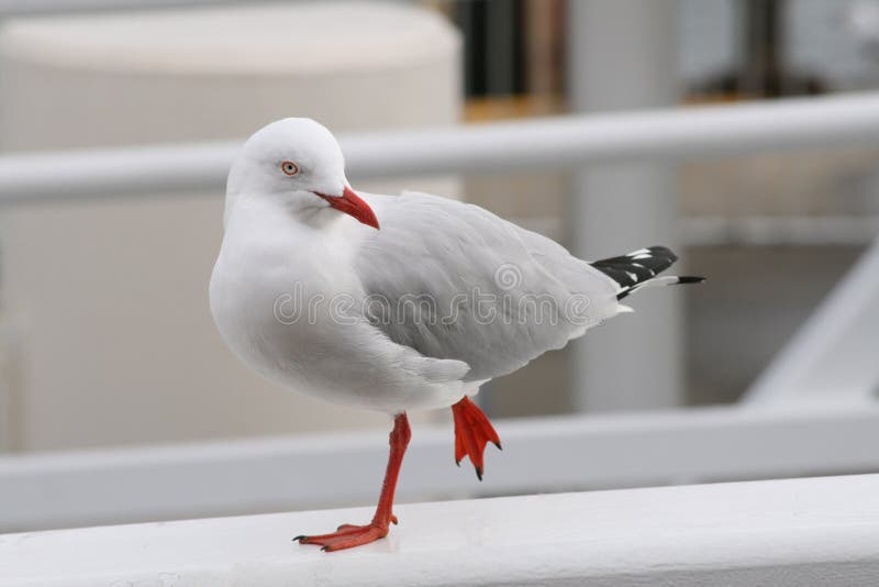 Gulls (often informally Seagulls) are birds in the family Laridae. They are most closely related to the terns (family Sternidae) and only distantly related to auks, and skimmers, and more distantly to the waders. Most gulls belong to the large genus Larus. They are typically medium to large birds, usually grey or white, often with black markings on the head or wings. They have stout, longish bills, and webbed feet. Gull species range in size from the Little Gull, at 120 g (4.2 oz) and 29 cm (11.5 inches), to the Great Black-backed Gull, at 1.75 kg (3.8 lbs) and 76 cm (30 inches). Most gulls, particularly Larus species, are ground nesting carnivores, which will take live food or scavenge opportunistically. The live food often includes crabs and small fish. Apart from the kittiwakes, gulls are typically coastal or inland species, rarely venturing far out to sea. The large species take up to four years to attain full adult plumage, but two years is typical for small gulls. Gulls - the larger species in particular - are resourceful and highly-intelligent birds, demonstrating complex methods of communication and a highly-developed social structure - for example many gull colonies display mobbing behaviour, attacking and harassing would-be predators and other intruders. In addition, certain species (e.g. the Herring Gull) have exhibited tool use behaviour. Many species of gull have learned to co-exist successfully with man and have thrived in human habitats. Gulls (often informally Seagulls) are birds in the family Laridae. They are most closely related to the terns (family Sternidae) and only distantly related to auks, and skimmers, and more distantly to the waders. Most gulls belong to the large genus Larus. They are typically medium to large birds, usually grey or white, often with black markings on the head or wings. They have stout, longish bills, and webbed feet. Gull species range in size from the Little Gull, at 120 g (4.2 oz) and 29 cm (11.5 inches), to the Great Black-backed Gull, at 1.75 kg (3.8 lbs) and 76 cm (30 inches). Most gulls, particularly Larus species, are ground nesting carnivores, which will take live food or scavenge opportunistically. The live food often includes crabs and small fish. Apart from the kittiwakes, gulls are typically coastal or inland species, rarely venturing far out to sea. The large species take up to four years to attain full adult plumage, but two years is typical for small gulls. Gulls - the larger species in particular - are resourceful and highly-intelligent birds, demonstrating complex methods of communication and a highly-developed social structure - for example many gull colonies display mobbing behaviour, attacking and harassing would-be predators and other intruders. In addition, certain species (e.g. the Herring Gull) have exhibited tool use behaviour. Many species of gull have learned to co-exist successfully with man and have thrived in human habitats.