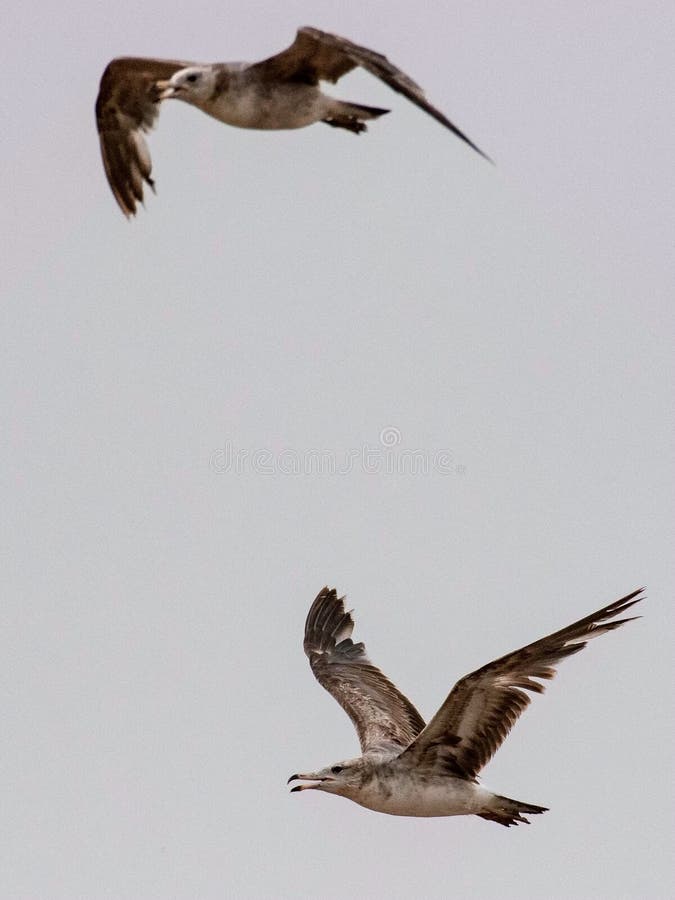 Zeemeeuwen en stormvogel op de rand van Bohai royalty-vrije stock fotografie