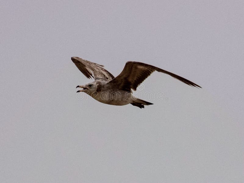 Zeemeeuwen en stormvogel op de rand van Bohai royalty-vrije stock afbeeldingen