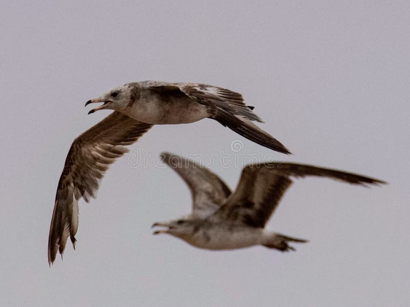 Zeemeeuwen en stormvogel op de rand van Bohai stock afbeeldingen