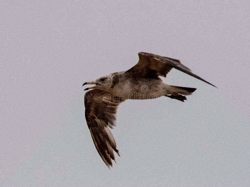 Zeemeeuwen en stormvogel op de rand van Bohai royalty-vrije stock foto's