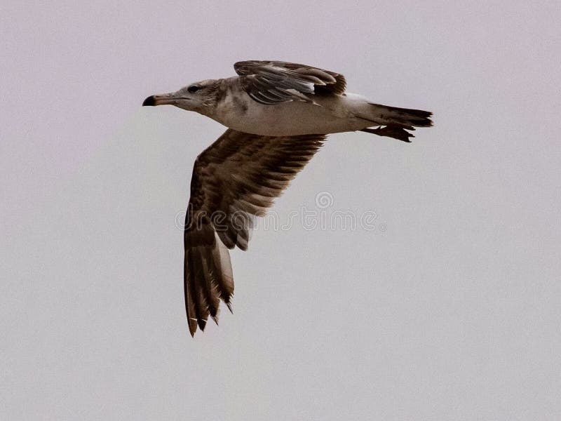 Zeemeeuwen en stormvogel op de rand van Bohai stock foto
