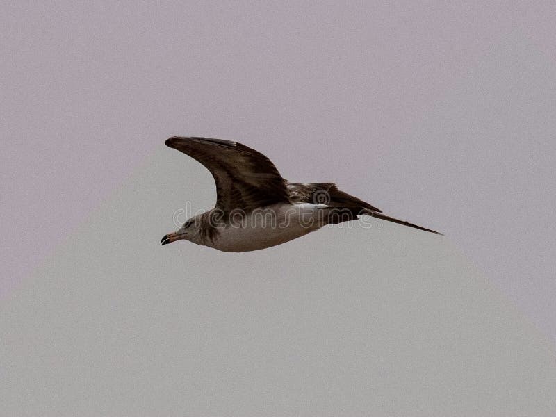 Zeemeeuwen en stormvogel op de rand van Bohai stock foto
