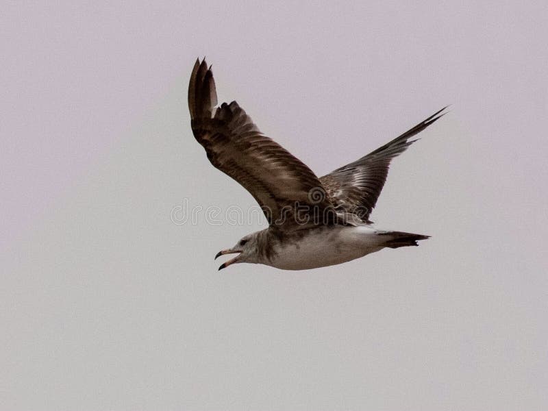 Zeemeeuwen en stormvogel op de rand van Bohai royalty-vrije stock afbeeldingen