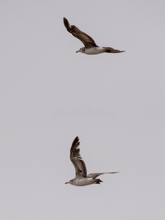 Meeuwen en stormvogels aan de rand van Bohai royalty-vrije stock fotografie