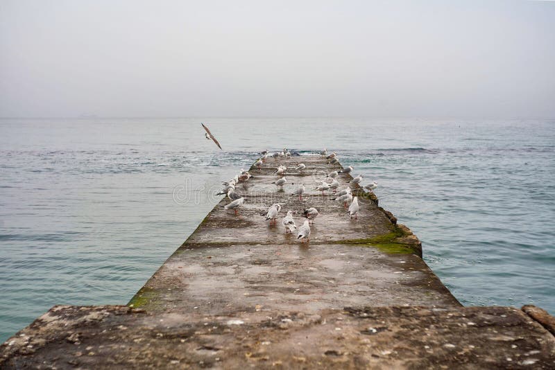 Zeemeeuwen op de kade bij de hoogte van het overzees Mist, koel de herfstweer, rust De Kust van de Zwarte Zee, Odessa, de Oekraïn royalty-vrije stock afbeelding Zeemeeuwen op de kade bij de hoogte van het overzees Mist, koel de herfstweer, rust De Kust van de Zwarte Zee, Odessa, de Oekraïn royalty-vrije stock afbeelding