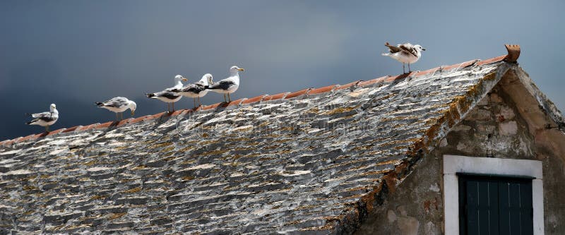 Meeuwen op het dak royalty-vrije stock fotografie