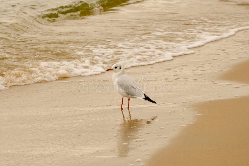 Zeemeeuwportret tegen overzeese kust Sluit omhoog mening van de witte zitting van de vogelzeemeeuw door het strand royalty-vrije stock foto's Zeemeeuwportret tegen overzeese kust Sluit omhoog mening van de witte zitting van de vogelzeemeeuw door het strand royalty-vrije stock foto's