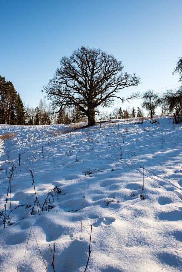 zeer grote honderd jaar oude eiken boom in de winter stock fotografie zeer grote honderd jaar oude eiken boom in de winter stock fotografie