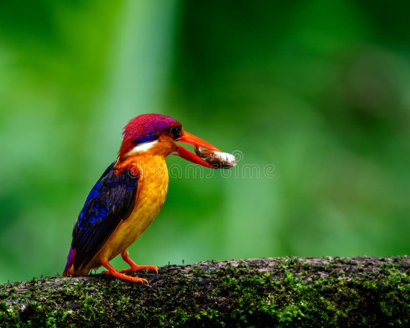 Very colorful Oriental dwarf kingfisher bird with pray. Very colorful Oriental dwarf kingfisher bird with pray