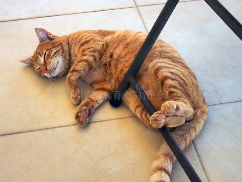 Zeer Vet en Gelukkig Ginger Tabby Ally Cat royalty-vrije stock fotografie Zeer Vet en Gelukkig Ginger Tabby Ally Cat royalty-vrije stock fotografie