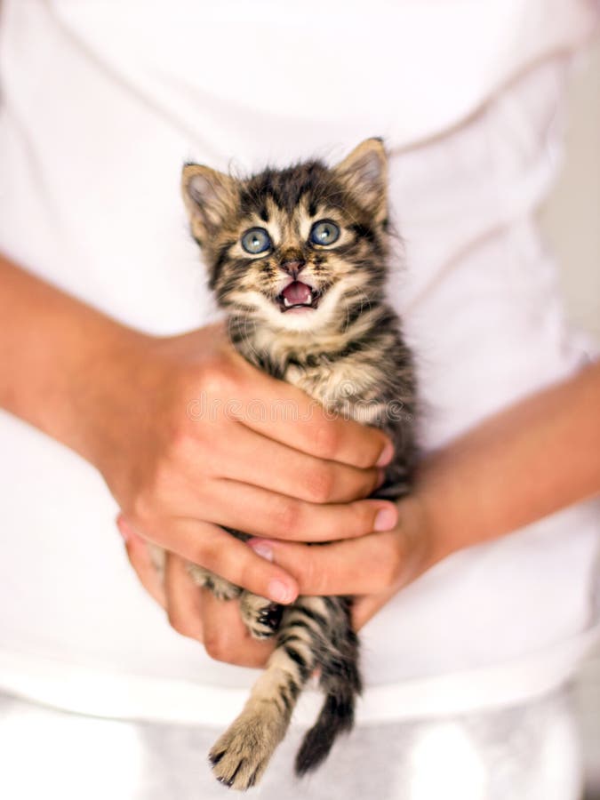 Zeer weinig gestreepte katkatje in handen Miauw gillende kat stock afbeelding Zeer weinig gestreepte katkatje in handen Miauw gillende kat stock afbeelding