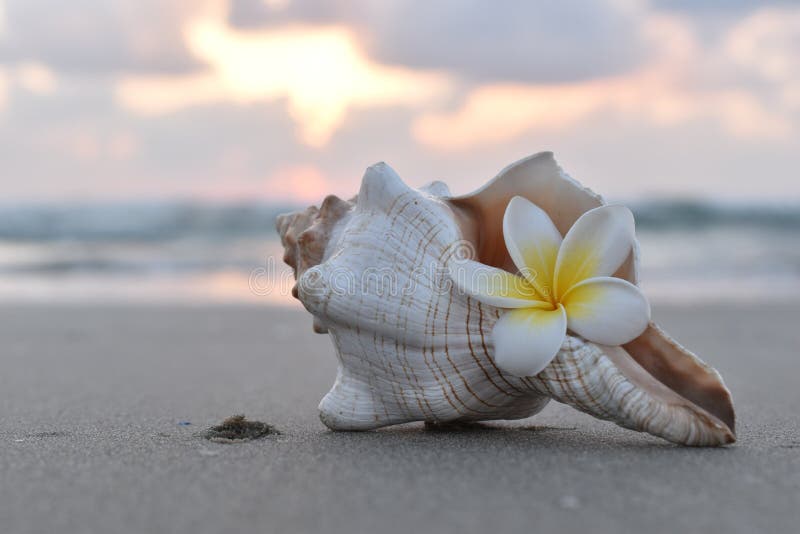 ZEESCHELP EN FRANGIPANI-BLOEM stock foto ZEESCHELP EN FRANGIPANI-BLOEM stock foto