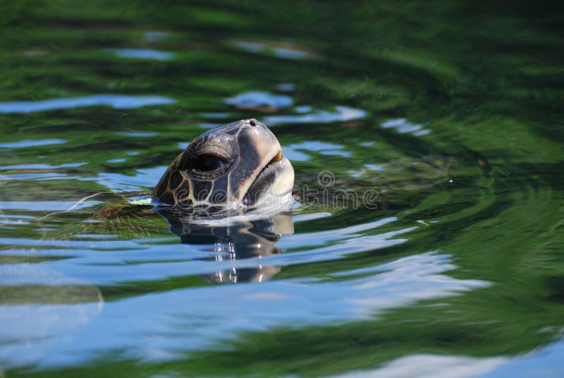 Zeeschildpad die een Adem nemen terwijl het Zwemmen royalty-vrije stock fotografie Zeeschildpad die een Adem nemen terwijl het Zwemmen royalty-vrije stock fotografie