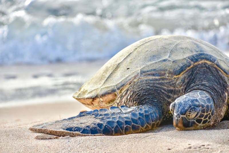 Zeeschildpad op een strand royalty-vrije stock afbeeldingen Zeeschildpad op een strand royalty-vrije stock afbeeldingen