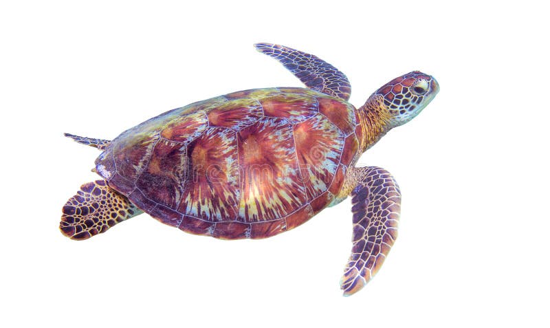 Zeeschildpad op witte achtergrond Mariene geïsoleerde schildpad Groene schildpadfoto clipart