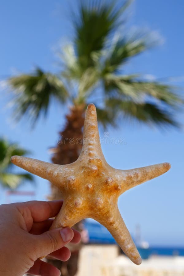 Zeester ter beschikking over tropische strandachtergrond stock afbeelding Zeester ter beschikking over tropische strandachtergrond stock afbeelding