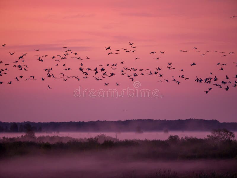 Flock of cranes flying in the sky. Flock of cranes flying in the sky.