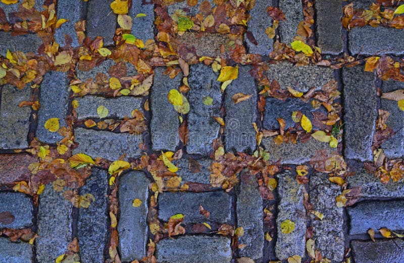 Zeichen des Herbstes mit gefallenen gelben Blättern stockfoto Zeichen des Herbstes mit gefallenen gelben Blättern stockfoto