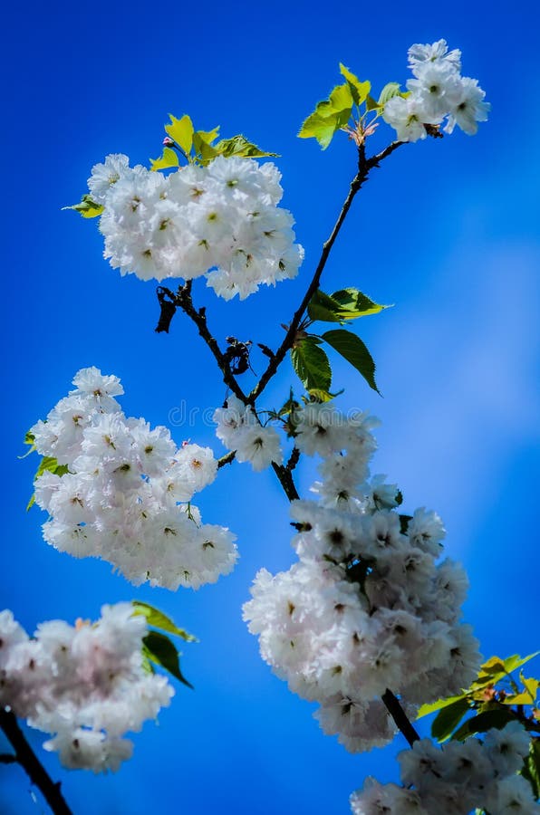Zeit April Cherry Blossomss im Frühjahr lizenzfreie stockfotos Zeit April Cherry Blossomss im Frühjahr lizenzfreie stockfotos
