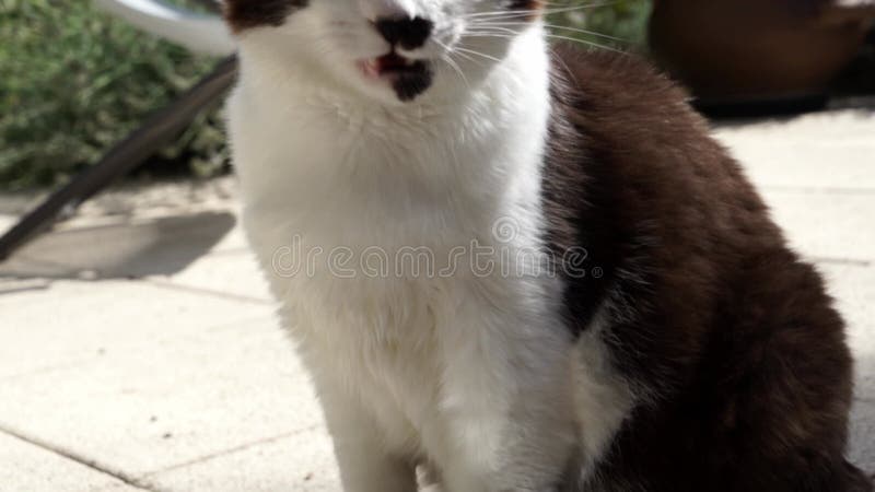 Zeitlupe einer liebenswerten Schwarz-Weiß-Katze stock video