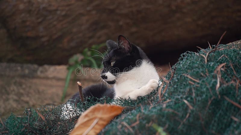 Zeitlupe einer schwarz-weißen Katze, die sich in einem Park ausruht stock video footage