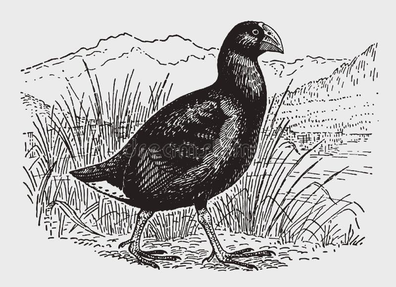Zeldzaam zuideneiland takah? of hochstetteri die van notornisporphyrio in een grasrijk landschap loopt vector illustratie Zeldzaam zuideneiland takah? of hochstetteri die van notornisporphyrio in een grasrijk landschap loopt vector illustratie