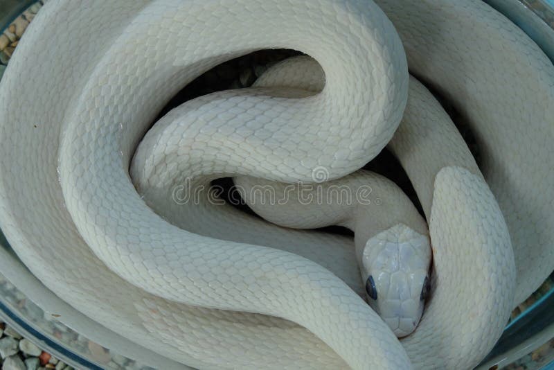 White snake