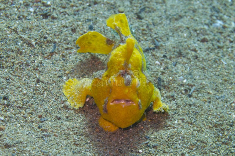 Zeldzame baby gele frogfish van Aalmoezenier Burgos, Leyte, Filippijnen stock foto's Zeldzame baby gele frogfish van Aalmoezenier Burgos, Leyte, Filippijnen stock foto's