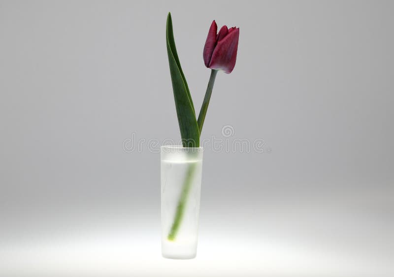 Zeldzame bardy tulpenbloem met donkere bloemblaadjes in kleine glas/glas- stock foto's Zeldzame bardy tulpenbloem met donkere bloemblaadjes in kleine glas/glas- stock foto's