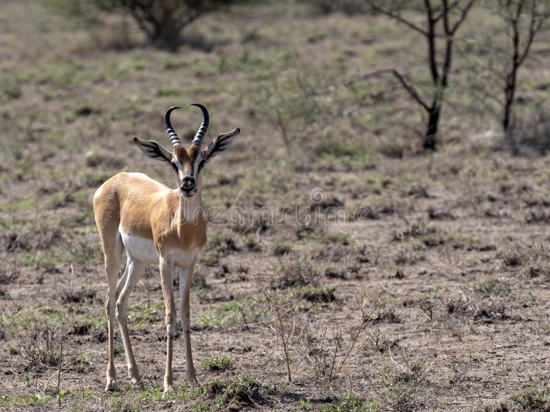 Very rare Soemmering gazelle, Gazella. soemmeringi, Awash National Park, Ethiopia. Very rare Soemmering gazelle, Gazella. soemmeringi, Awash National Park, Ethiopia