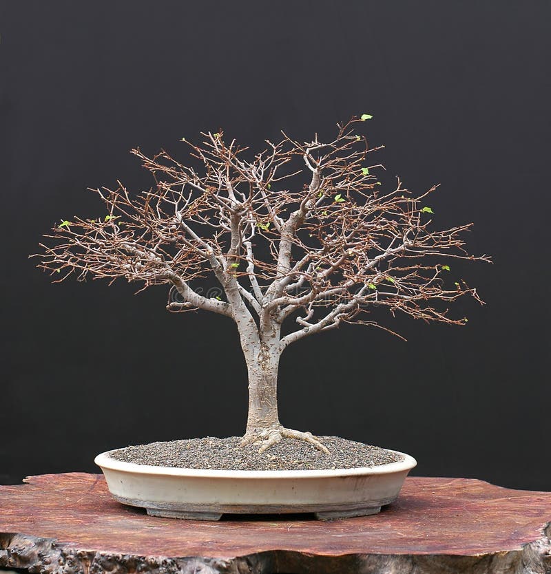 Zelkova bonsai in winter