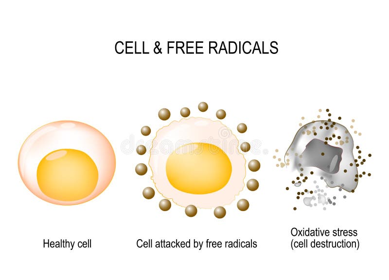 Zelle und freie Radikale