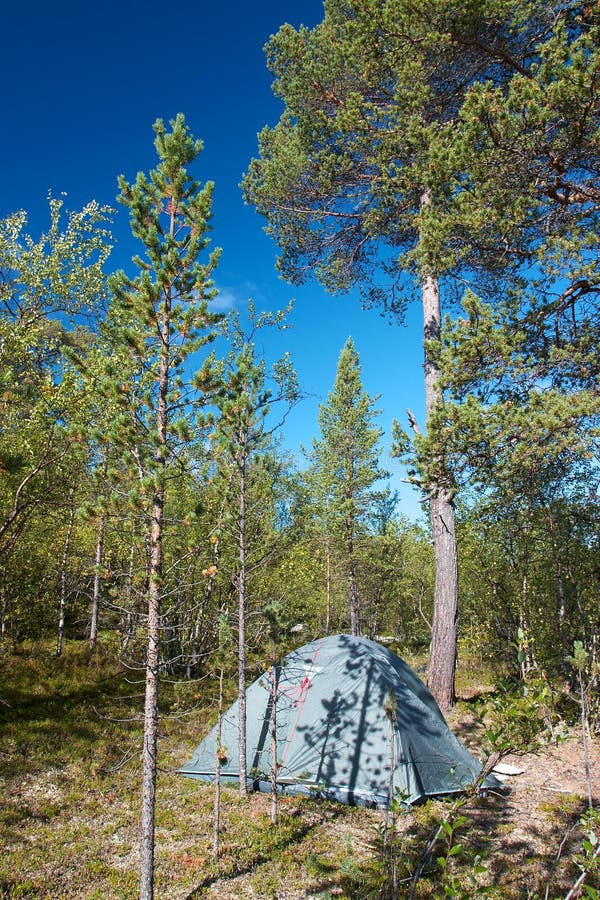 Zelt geworfener herein Wald lizenzfreie stockfotografie Zelt geworfener herein Wald lizenzfreie stockfotografie