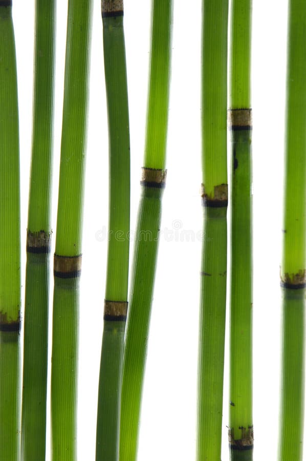 Zen bamboo stems