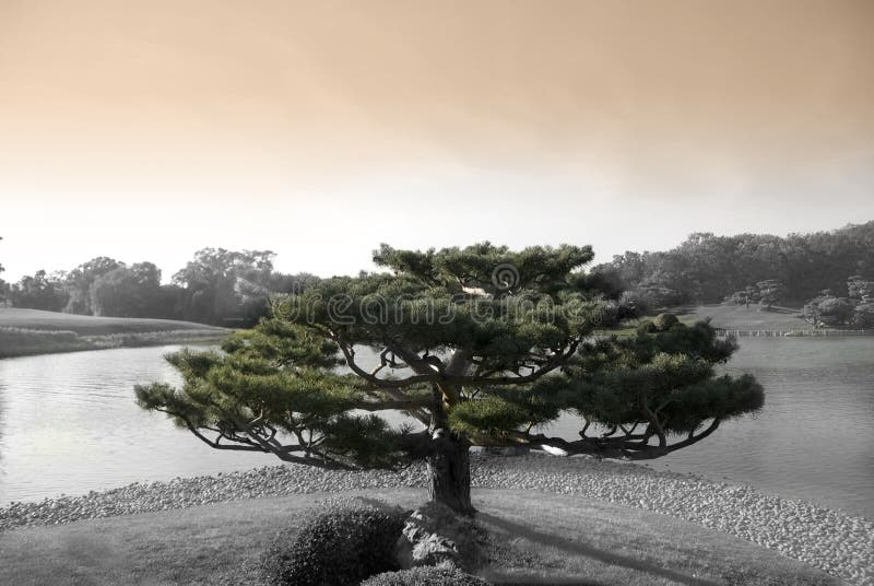  Zen  d arbre  image stock Image du dur e calme 