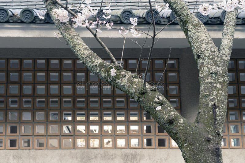 Primavera zen imagem de stock