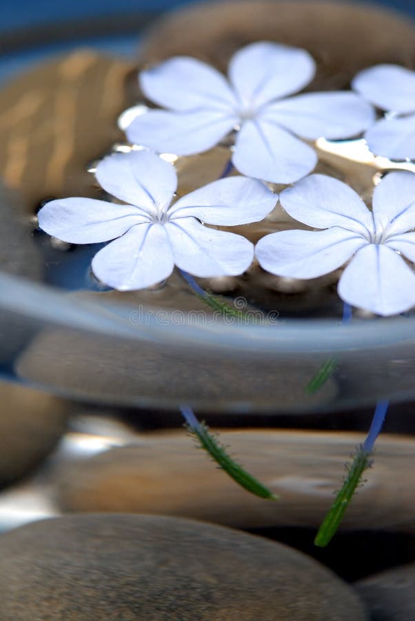 Zen flowers stock photo. Image of meditation, water, petal 5664694